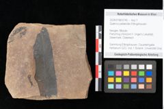 Foto (Objekt + Etikett) von Quercus palaeoilex Ettingshausen (NHMW-GEO-2024-0188-0745)